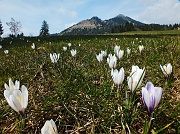 78 Crocus con  Colombina